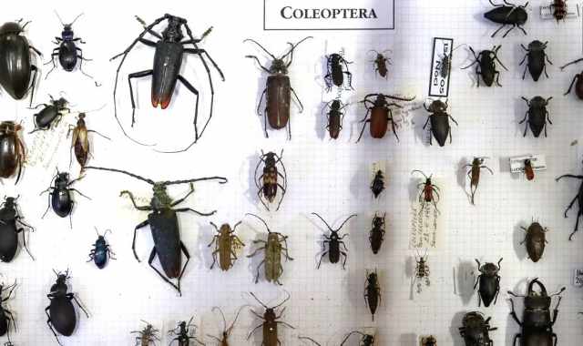 Dalla cavalletta gigante alla sfinge testa di morto: nel Campus di Bari una raccolta di 40mila insetti